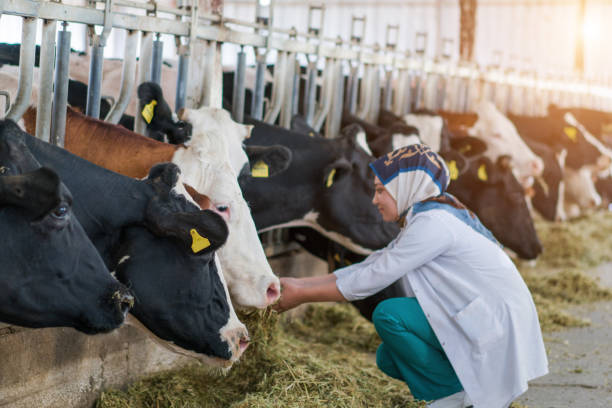 istock Vet  Women Checking Cows Into to Barn 1168131932