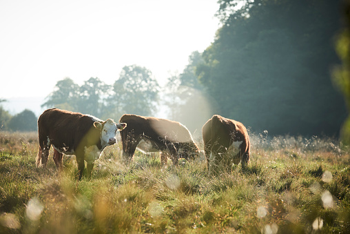 cows grazing on a grassfield on a beautiful summer morning