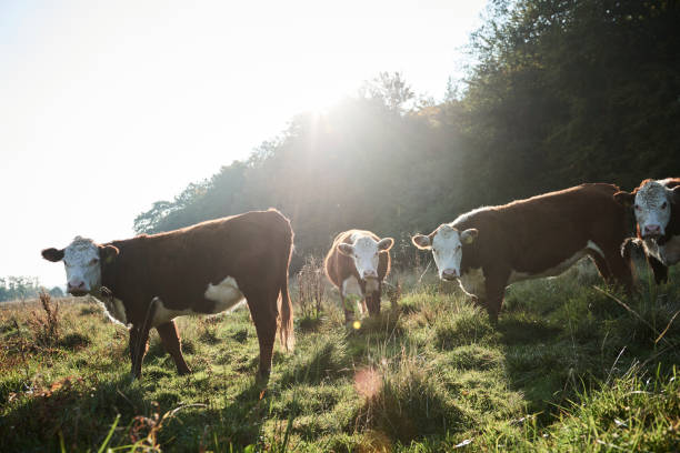 istock cows grazing on a grassfield on a beautiful summer morning 1168132657