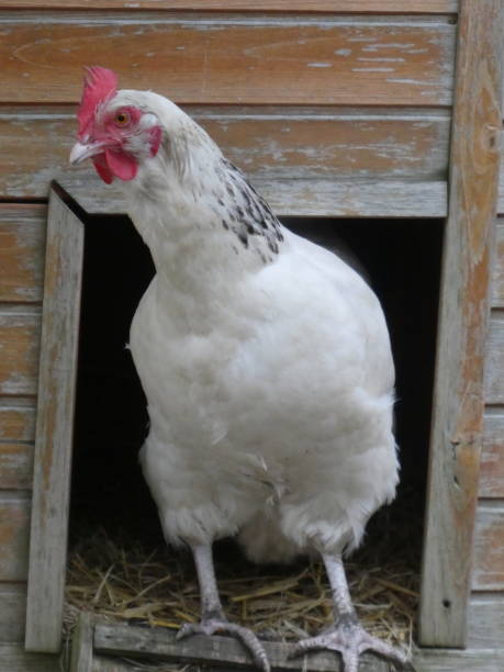 istock Great white hen Sussex on her perch staring at us 1168132823