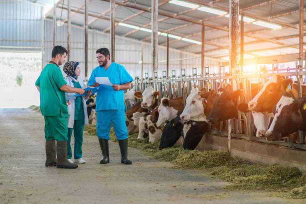 istock Veterinarian team checking cows Into to barn. 1168132896