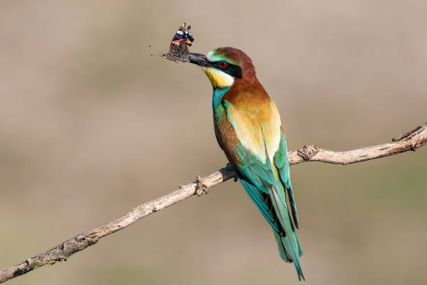 istock Colourful European bee-eater (Merops apiaster) on leafless perch in Nature - Creative Stock image 1168133172