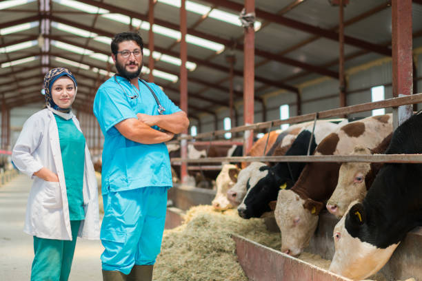 istock Veterinarian team checking cows Into to barn. 1168133236