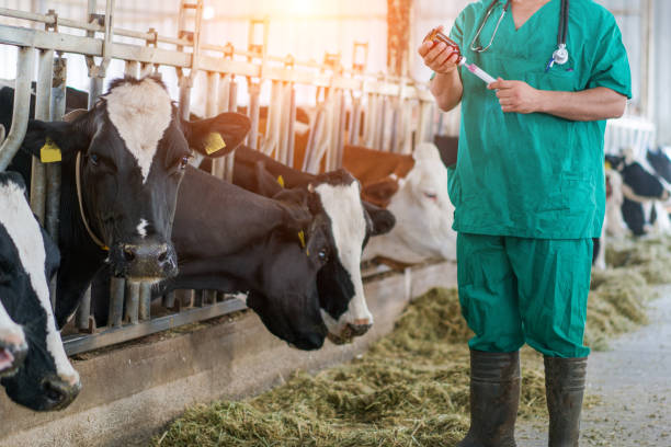 Artificial Insemination Cattle Stock Photos, Pictures & Royalty-Free Images - iStock Artificial Insemination Cattle Stock Photos, Pictures & Royalty-Free Images - iStock