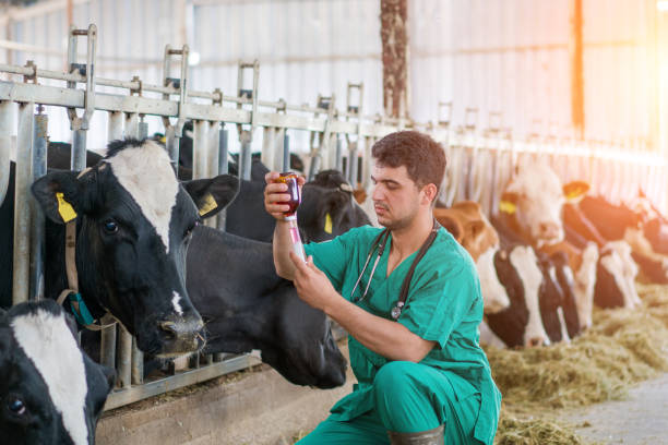 inyección de veterinario para vaca - animal varón fotografías e imágenes de stock