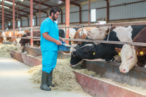 istock Vet farmer at work with cow 1168133848