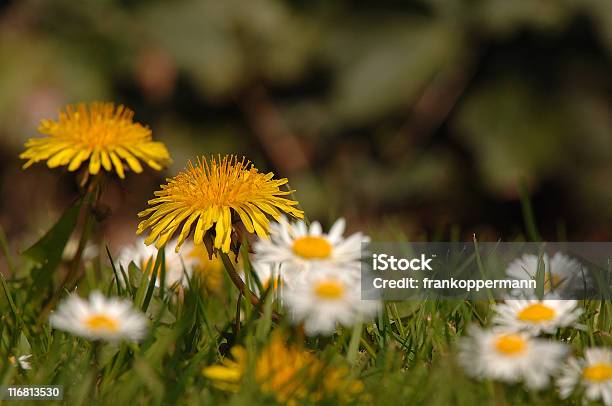 Ga ̈ Nseblu ̈ Mchen - Fotografie stock e altre immagini di Agricoltura - Agricoltura, Ambientazione esterna, Argyranthemum frutescens