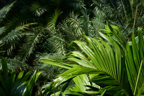 istock Top view of Palm leaf in sunlight. 1168135554
