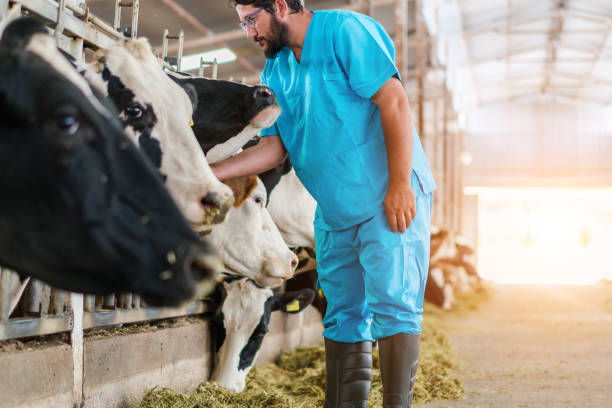 istock Vet Checking Cows Into to Barn 1168135627