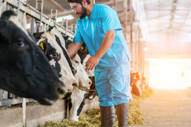 istock Vet Checking Cows Into to Barn 1168136060