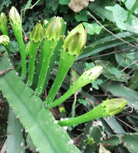 320+ Fotos, Bilder und lizenzfreie Bilder zu Acanthocereus Tetragonus