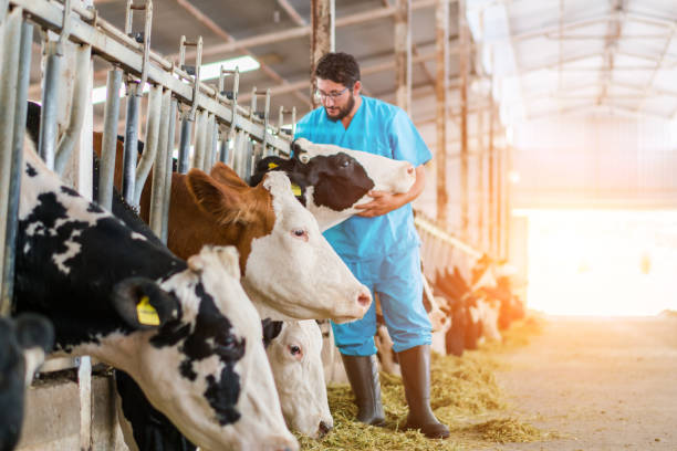 istock Vet Checking Cows Into to Barn 1168136322