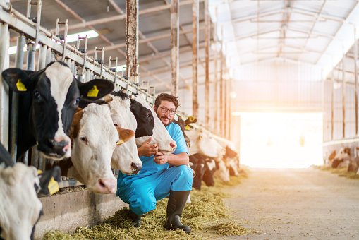 Vet Checking Cows Into to Barn