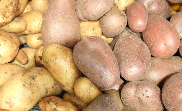 istock red and yellow organic potatoes 1168136539