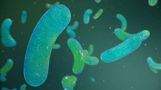 stabförmige bakterien, bakterien im darm lebenden organismus als notwendiges element oder erreger von infektionen und entzündungen. e. coli. das virus ist ein bakterium, enterobakterien. 3d-illustration - bacterium e coli pathogen micro organism stock-fotos und bilder