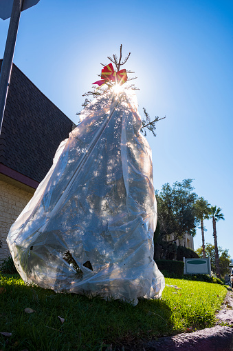 Days after the Christmas holiday, a live Christmas tree with a bow on the top, wrapped in a plastic trash bag, is thrown away to the curbside for trash pick up in a suburban Los Angelos, California, USA neighborhood.