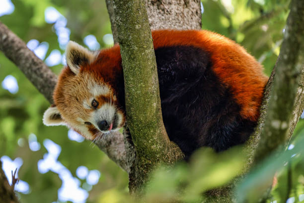 istock The red panda, Ailurus fulgens, also called the lesser panda. 1168140619