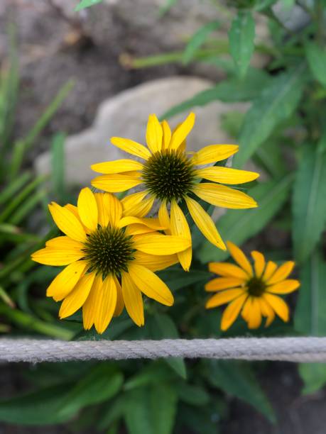 istock Black-Eyed Susan Flower 1168140705