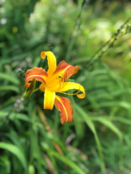 istock Lily in Animal Park 1168140739