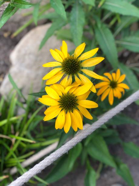 Black-Eyed Susan Flower