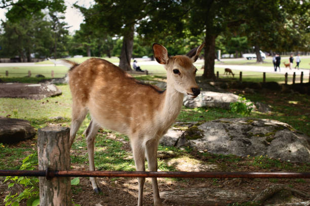 istock Wild sika deer in park, Japan 1168141192