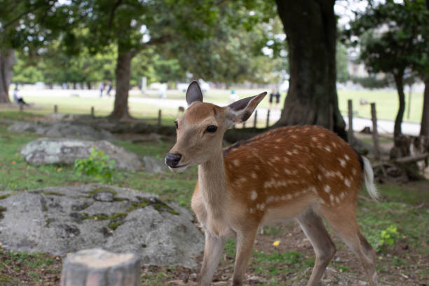 istock Wild sika deer in park, Japan 1168141287