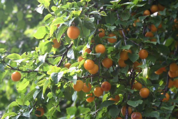 istock Yellow wild plum growing on branch 1168143026