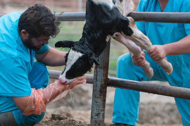 istock Vet Checking newborn calf 1168143552