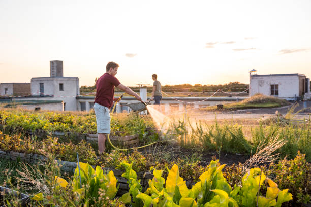 verão: no topo do telhado jardim jovens adultos rega plantas - agricultural scene - fotografias e filmes do acervo