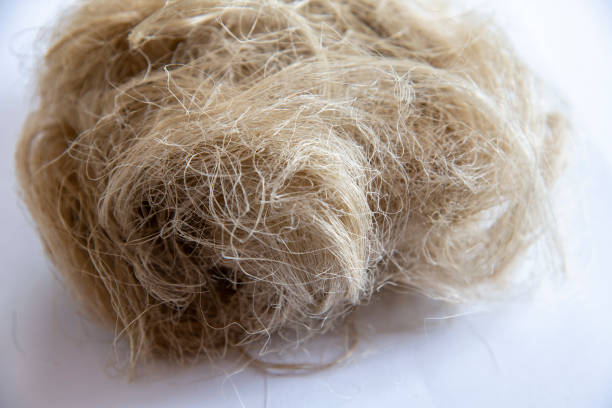 istock Natural flax fiber on a light background 1168144746
