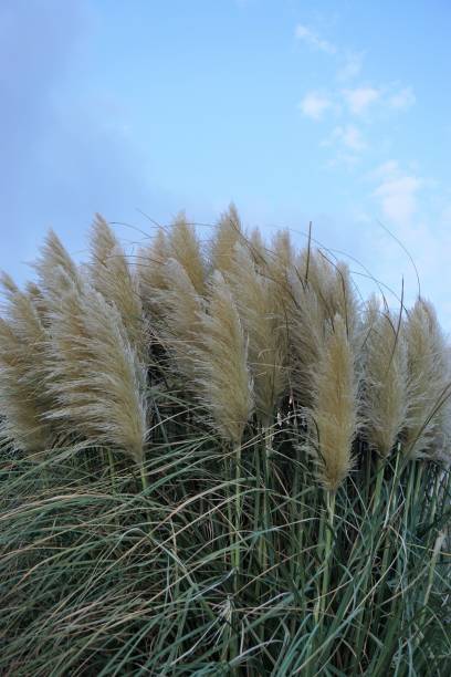 istock Swaying plants in the wind. 1168147468