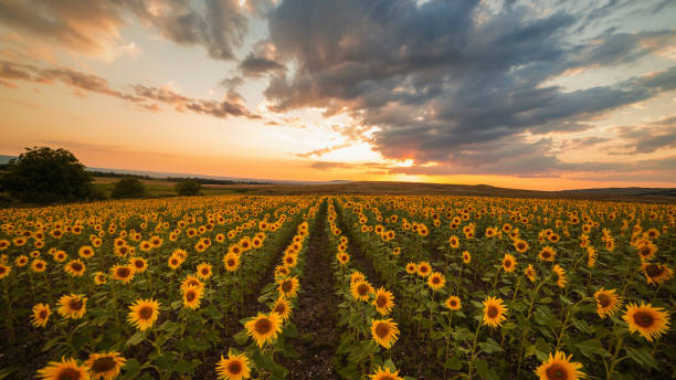 istock Beautiful golden sunset in a sunflower field 1168149117