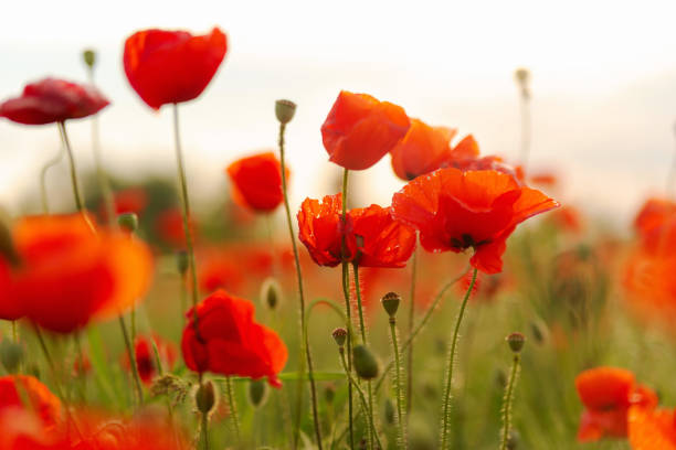 istock blooming poppies in a field 1168149254