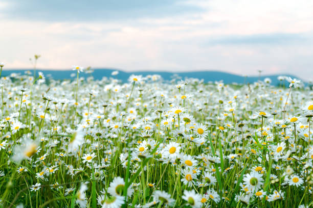istock field of wild white beautiful daisies 1168149603