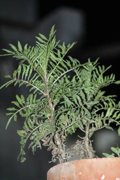 istock Indian green plant with plant container. 1168150535
