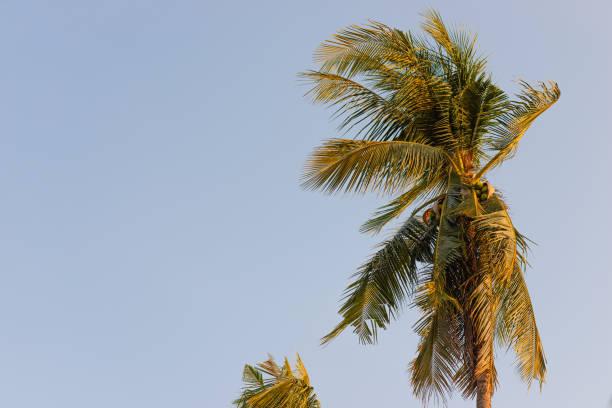 istock The end of the coconut tree is very high. 1168151312