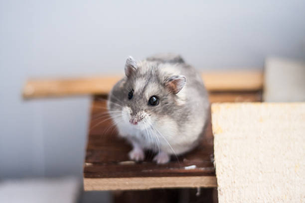istock Cute small campbell dwarf hamster in its shelter 1168154147