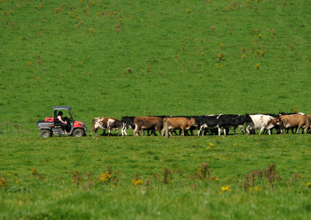 amener les vaches - westland photos et images de collection