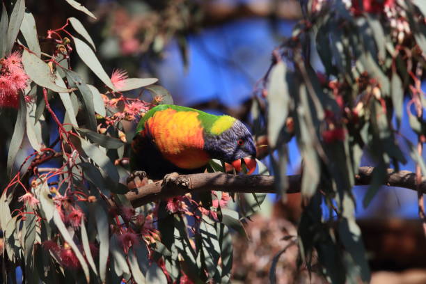 istock Rainbow Lorikeet, Queensland, Australia 1168154903