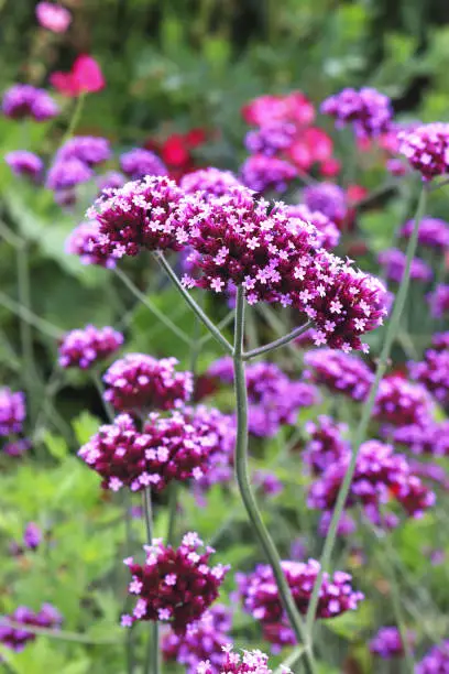 purple verbena blossoms, close-up