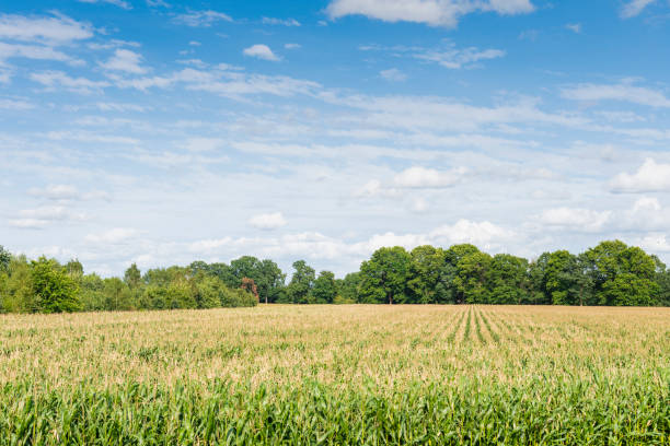 Wide angle horizontal color image of a corn crop field in Belgium near Antwerpen.