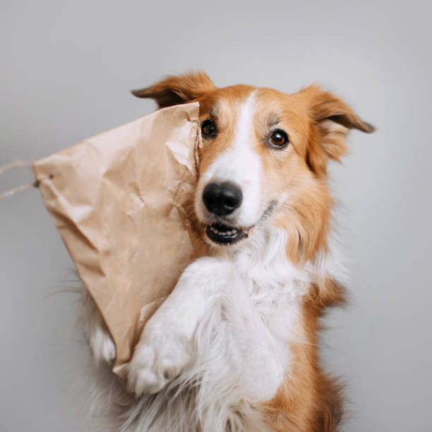 istock Red border collie dog holds a package in its paws 1168156031