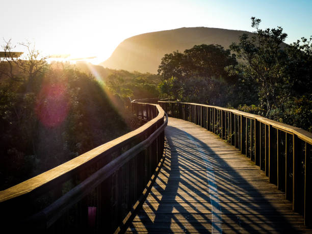 Sunset on the boardwalk at Mount Coolum, on the Sunshine Coast, Queensland, Australia Sunset casts bright light beams and long shadows over the wooden walking trail sunshine coast australia stock pictures, royalty-free photos & images