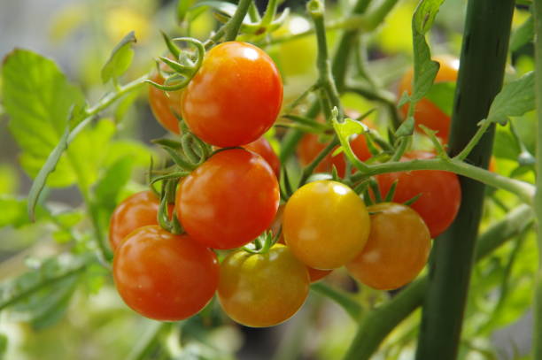 istock cherry tomatoes in the garden 1168162363