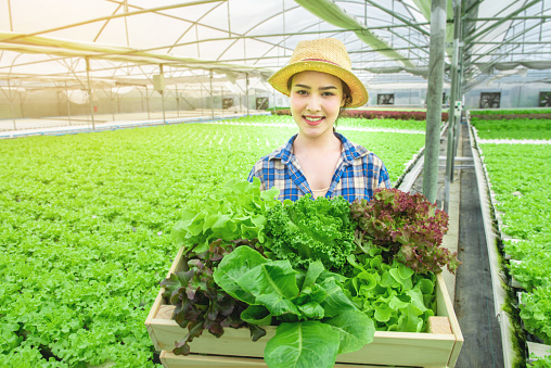 Portrait of young attractive beautiful Asian woman harvesting fresh vegetable salad from her hydroponics farm in greenhouse hand hold wooden basket and smile ,Small business entrepreneur concept .