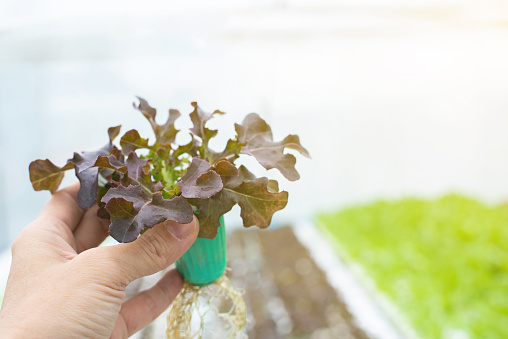 hand of asian woman gardener hold cup of small red coral lettuce with rang of green oak in greenhouse hydroponics in background,healthy concept.