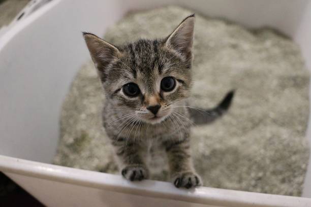 beautiful small kitten is standing in the cat toilet and looking up to the camera kitten portrait in the cat toilet bianca stock pictures, royalty-free photos & images