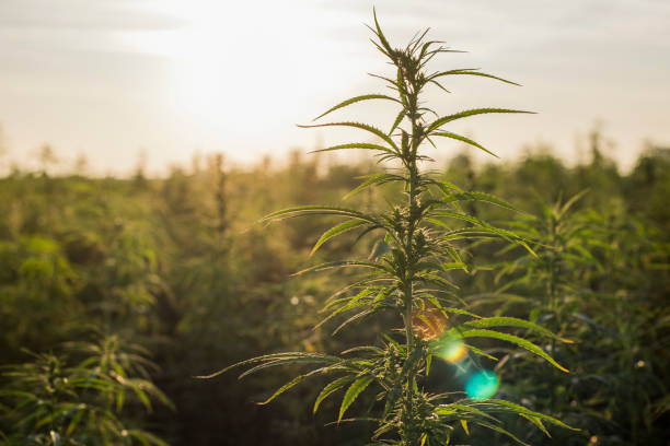 marijuana cbd hampa växter fält i soluppgången. stora hampa jordbruksområdet. - carpel bildbanksfoton och bilder