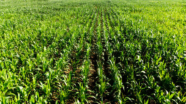 istock Aerial shoot from a maize rows in Turkey, green corn 1168169223