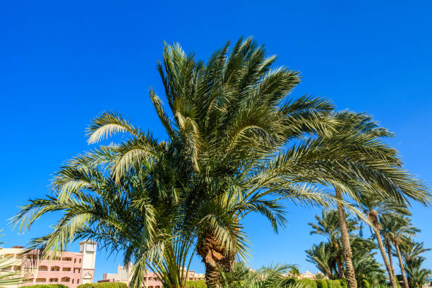 istock Green date palm tree against the blue sky 1168169796